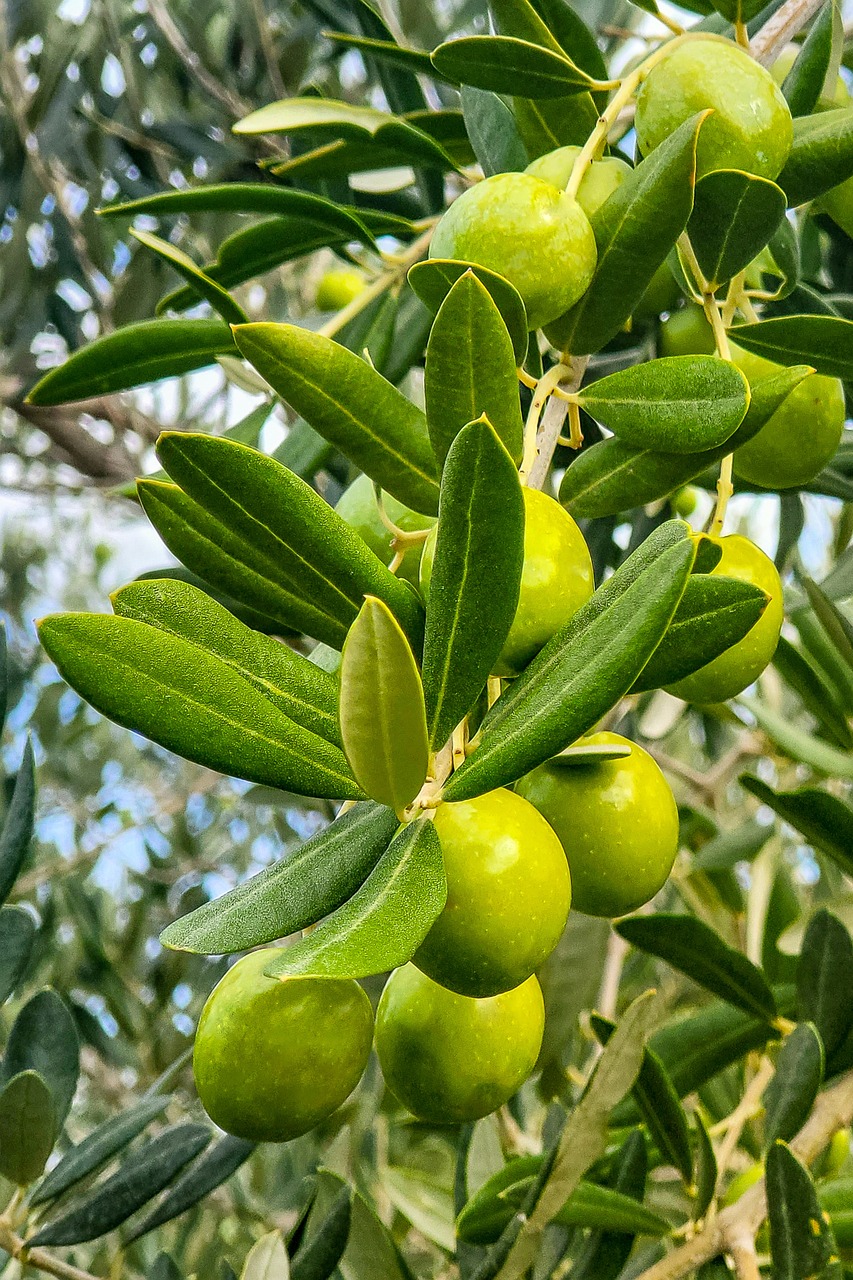 olive-7486984_1280